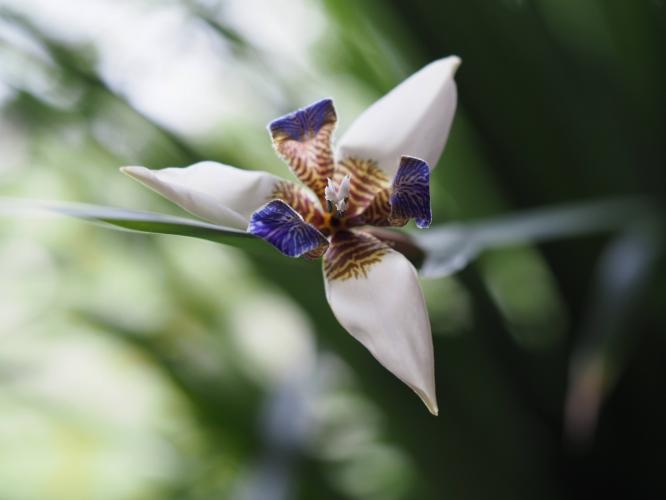 Yoors flowerparade, dag 2