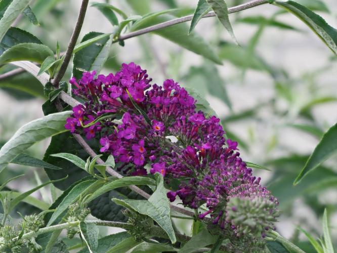 Yoors Flower parade, day 4