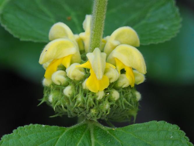 Yoors Flower Parade, day 9