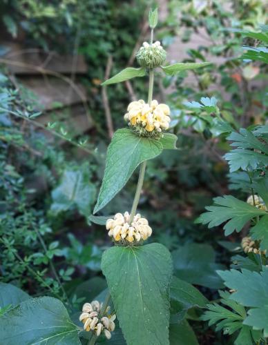 Yoors Flower Parade, day 9