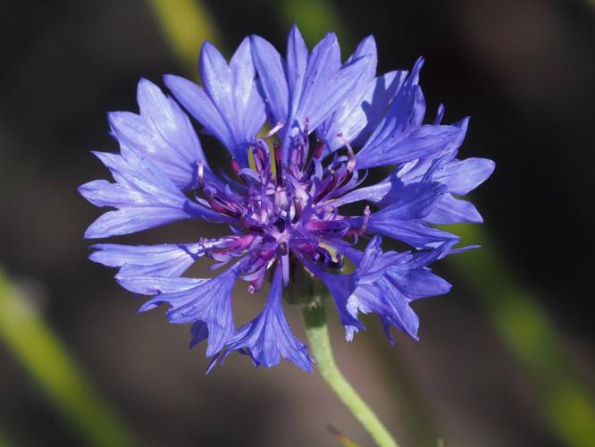 Yoors Flower Parade, dag 14