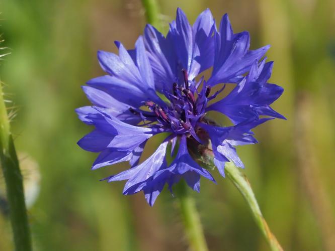 Yoors Flower Parade, dag 14