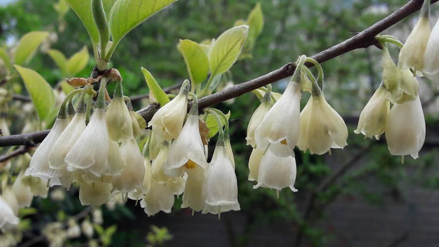 Yoors flower parade, day 18