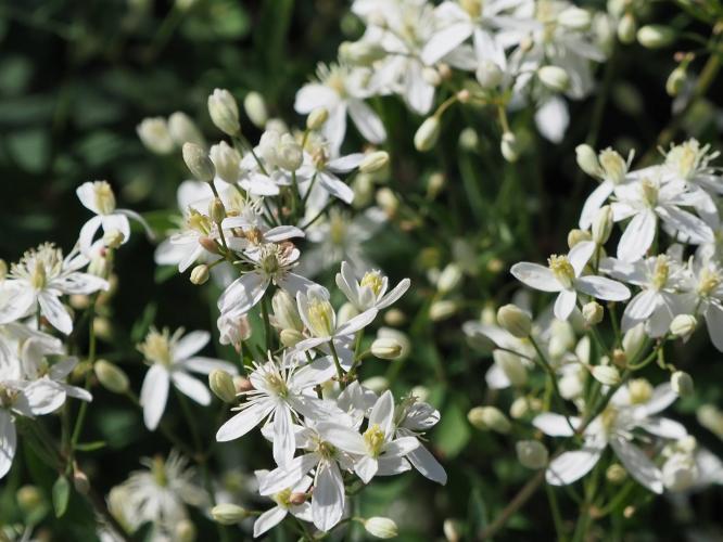 Yoors Flower parade, dag 19