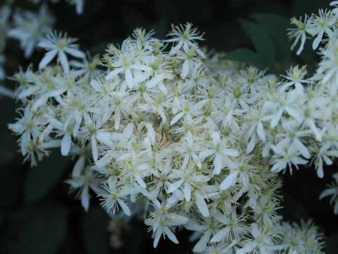 Yoors Flower parade, dag 19