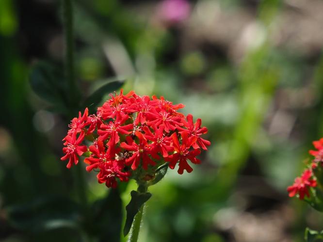Yoors Flower parade, dag 20