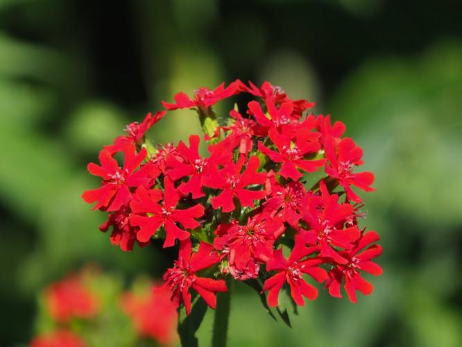 Yoors Flower parade, dag 20