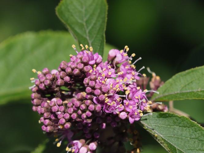 Yoors Flower parade, day 21
