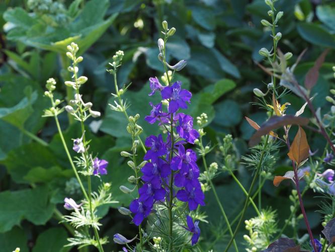 Yoors Flower Parade, day 22