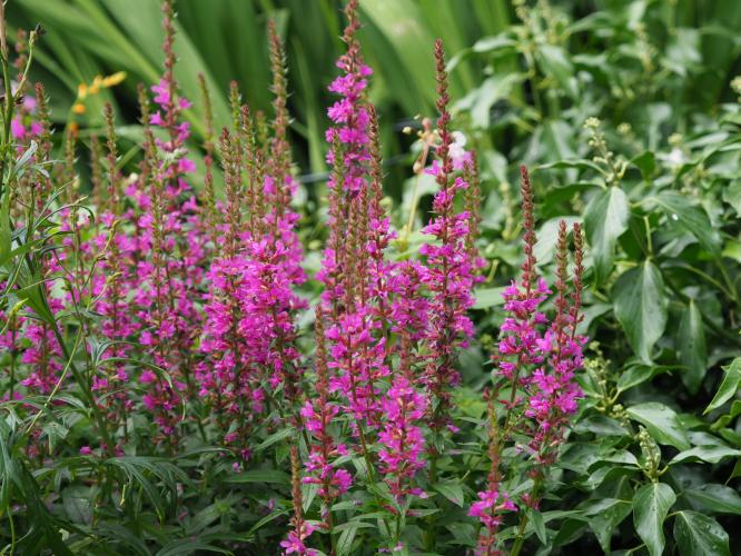 Yoors Flower Parade, dag 26