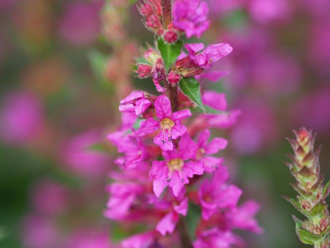 Yoors Flower Parade, dag 26