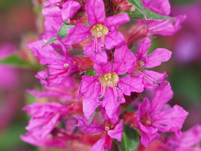 Yoors Flower Parade, dag 26