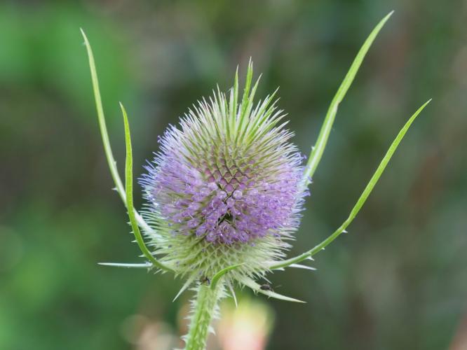 Yoors Flowerparade, dag 29