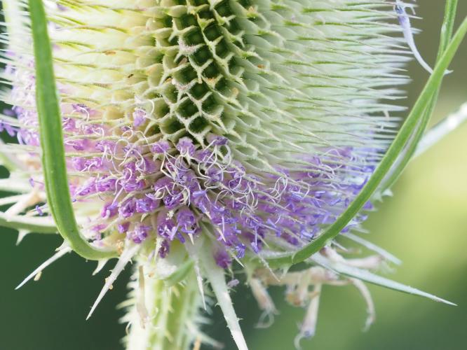Yoors Flowerparade, dag 29