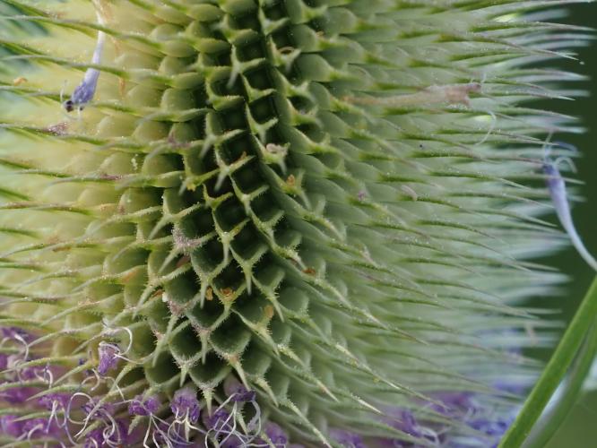 Yoors Flowerparade, dag 29