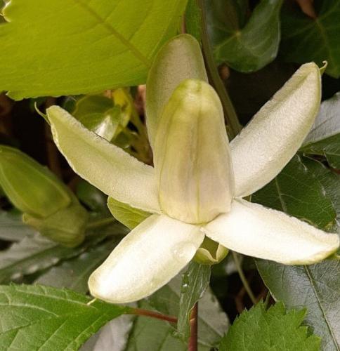 Yoors Flower Parade, dag 31