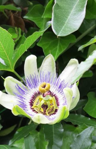 Yoors Flower Parade, dag 31