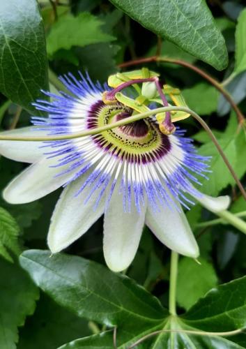Yoors Flower Parade, dag 31