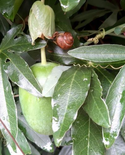 Yoors Flower Parade, dag 31