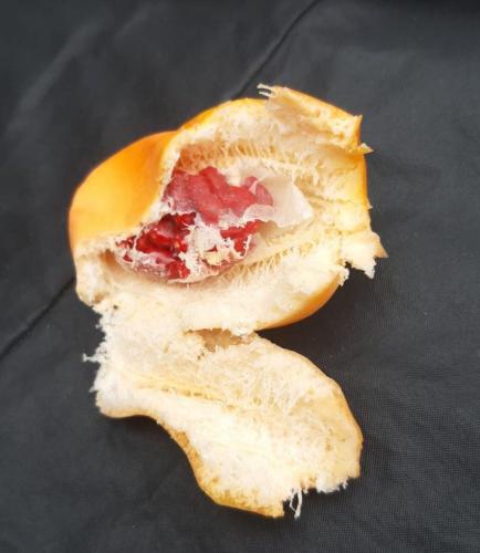 Yoors Flower Parade, dag 31