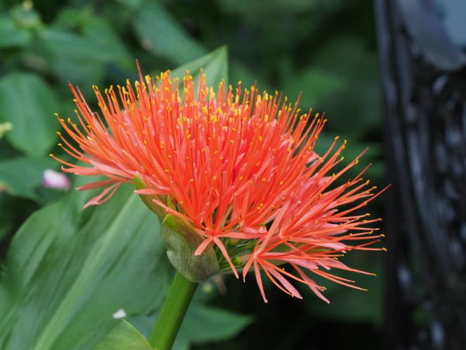 Yoors Flower Parade, day 32