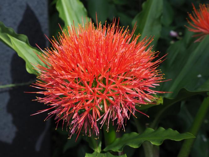 Yoors Flower Parade, day 32