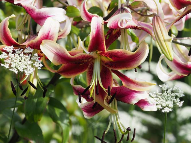 Yoors Flower Parade, dag 33