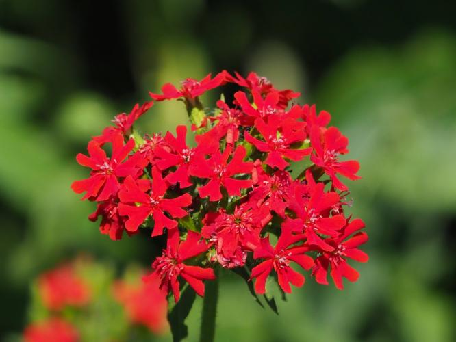 Yoors Flower Parade, day 35