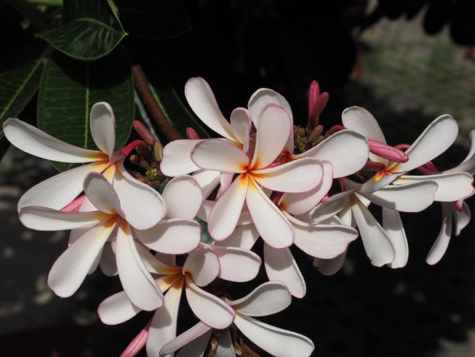 Yoors Flower Parade, dag 37