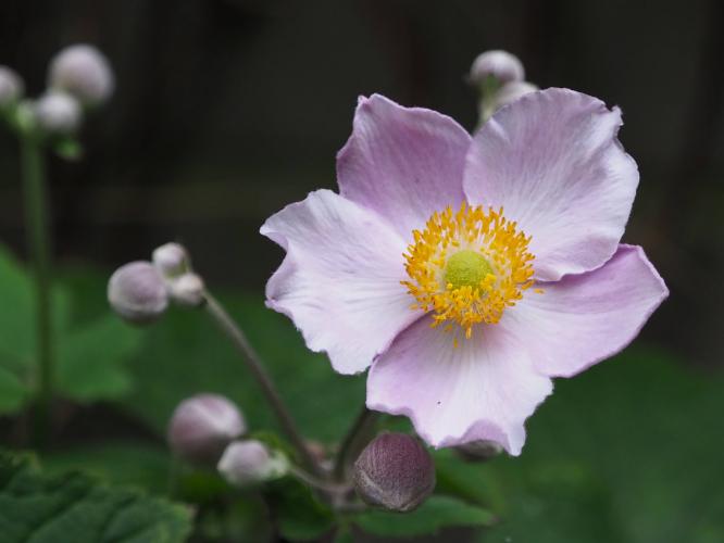 Yoors Flowerparade, day 42