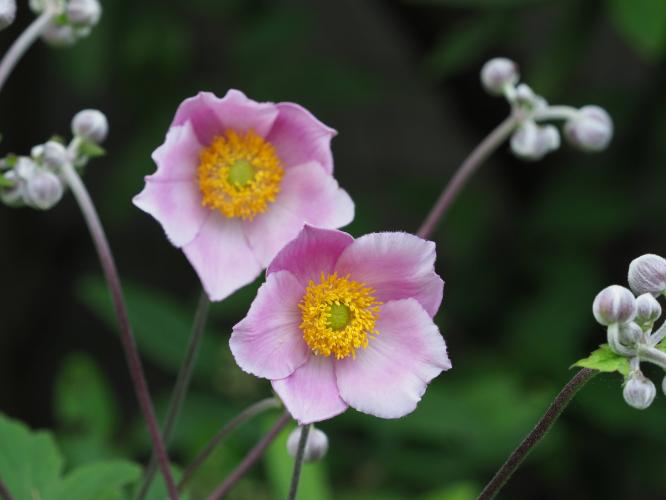 Yoors Flowerparade, day 42