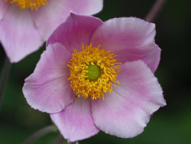 Yoors Flowerparade, day 42