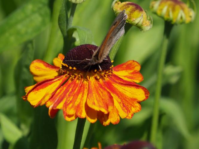 Yoors Flower parade, dag 45