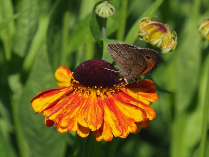 Yoors Flower parade, dag 45