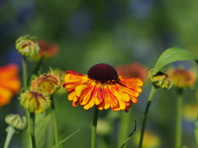 Yoors Flower parade, dag 45