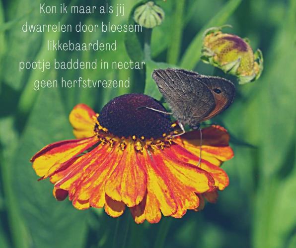 Yoors Flower parade, dag 45