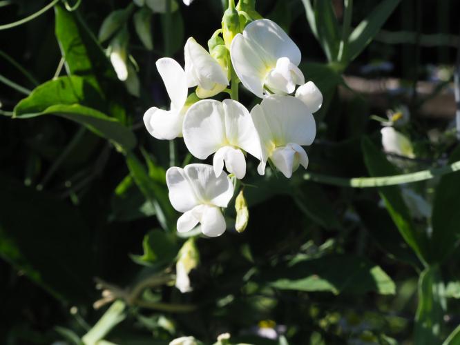 Yoors Flower Parade, dag 48