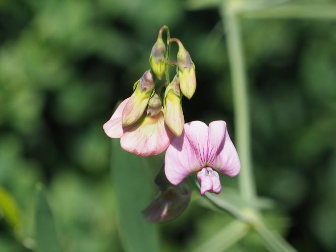 Yoors Flower Parade, dag 48