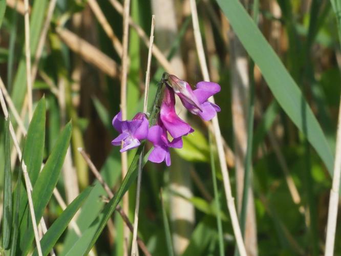 Yoors Flower Parade, dag 48