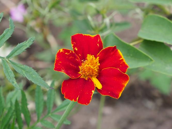 Yoors Flower Parade, dag 57