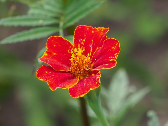 Yoors Flower Parade, dag 57