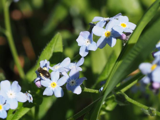 Yoors Flower Parade, dag 60