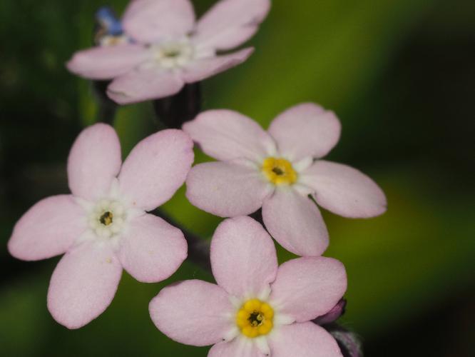 Yoors Flower Parade, dag 60