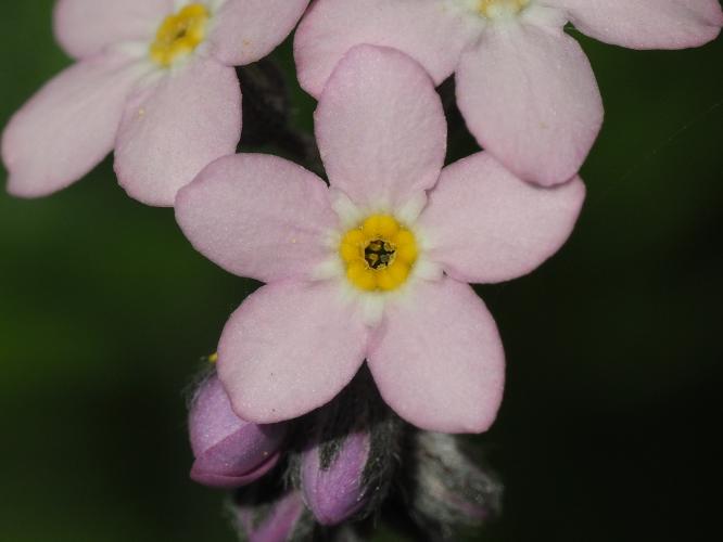 Yoors Flower Parade, dag 60