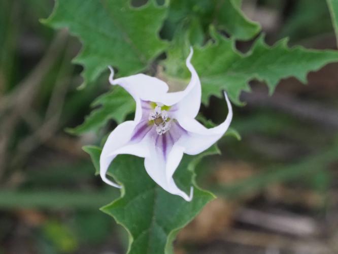 Yoors Flower Parade, dag 63