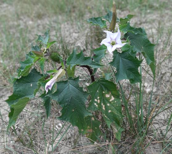 Yoors Flower Parade, dag 63