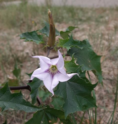 Yoors Flower Parade, dag 63