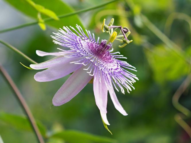 Yoors Flower Parade, day 65