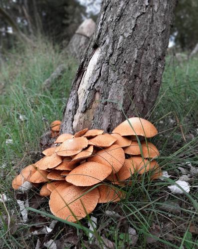 Yoors Flower Parade, dag 67