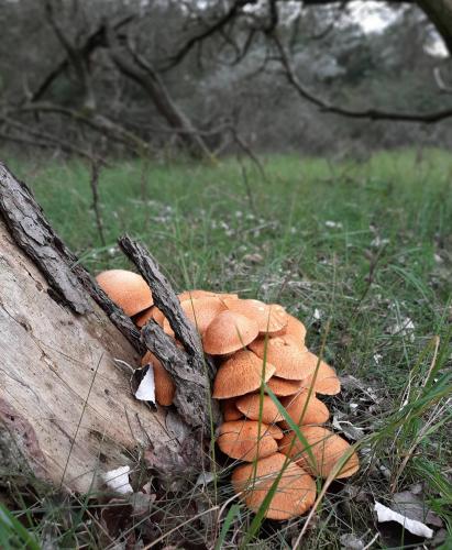 Yoors Flower Parade, dag 67